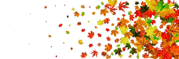 Fondo de hoja de otoño. Patrón de caída de noviembre. Concepto de temporada de Acción de Gracias — Foto de Stock
