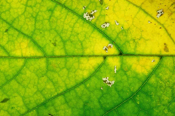 Fundo de textura de folha. Folhagem abstrata padrão tropical. Natu... — Fotografia de Stock