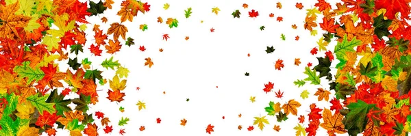 Leaves seamless. Autumn leaves isolated. November falling pattern background. Season concept