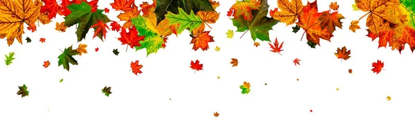 Hojas de otoño cayendo. Patrón de temporada aislado sobre fondo blanco — Foto de Stock