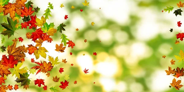 Leaves background. Autumn season pattern isolated on colorful background. Thanksgiving concept
