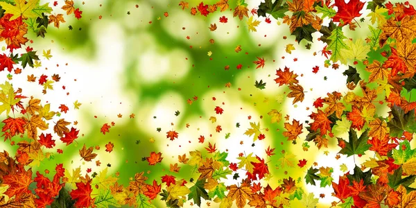 Geht nahtlos. Herbstblätter isoliert. November fallen Muster Hintergrund. Saisonkonzept — Stockfoto