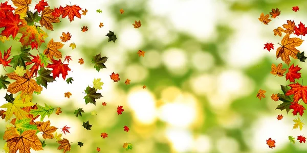 Autumn leaf isolated. Falling October background. Thanksgiving season concept