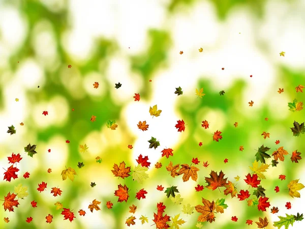 叶背。 秋天的季节模式孤立在五彩缤纷的背景上. 感恩节的概念 — 图库照片