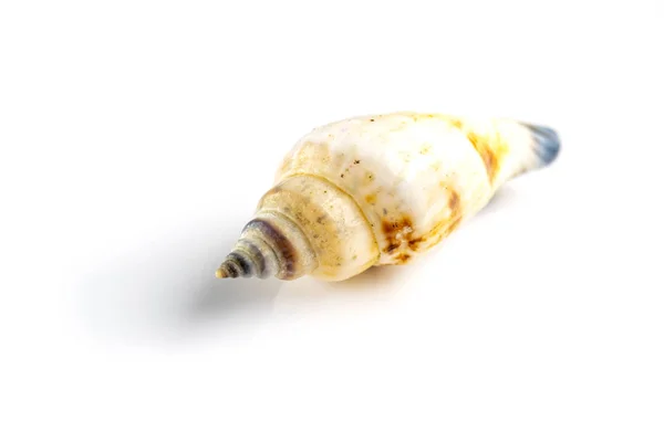 Fotografia makro naturalny kolor organiczny muszla morska na białym tle z pustym miejscem na tekst. Miękkie skupienie — Zdjęcie stockowe