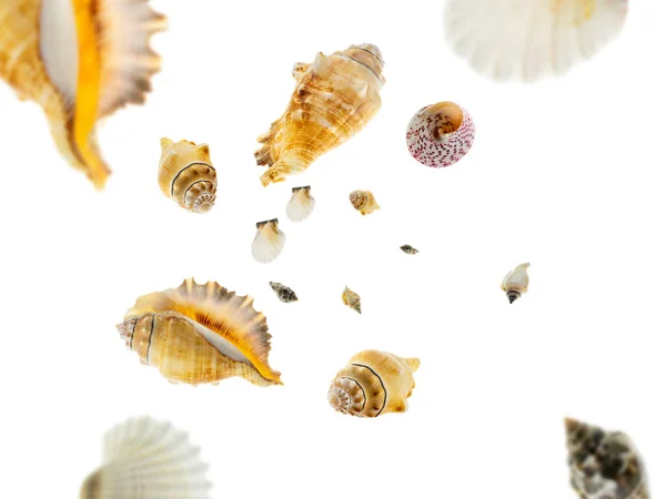 Concetto estivo sfondo. Le conchiglie cadono. Stella marina tropicale isolata su bianco . — Foto Stock