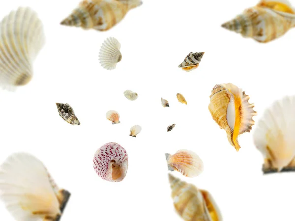 Hello summer. Starfish, seashell falling on white. Tropical sea concept — Stok fotoğraf