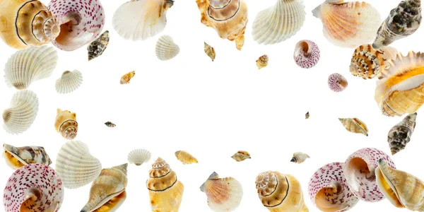 Fondo vacaciones de verano. Marco de conchas de mar de color orgánico natural de moda, estrellas de mar rojas aisladas en el fondo blanco El verano se acerca concepto —  Fotos de Stock