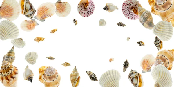 Tropische achtergrond. Trendy natuurlijke organische kleur Zeeschelp met zeester en schelpen in vorm frame. Zomer achtergrond. Bovenaanzicht met kopieerruimte. — Stockfoto