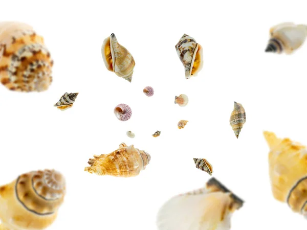 Shells pattern. Starfish, seashell falling on white. Tropical hello summer background — Stok fotoğraf