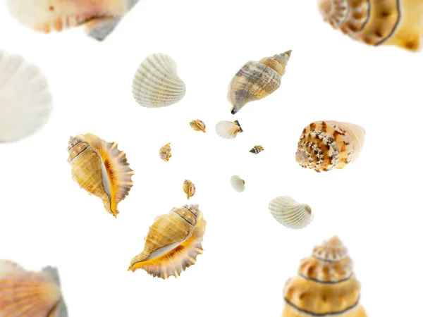 Fundo de férias de verão. A concha caiu sobre o branco. Conceito de conchas marítimas tropicais — Fotografia de Stock