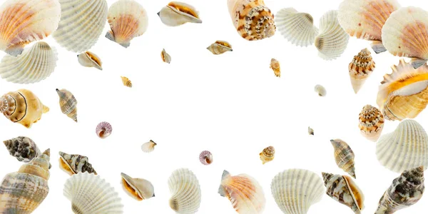 Conchiglie, stelle marine naturali di colore organico su sfondo bianco con spazio vuoto per il testo. Vista dall'alto concetto di viaggio o vacanza. Sfondo estivo. Posa piatta — Foto Stock