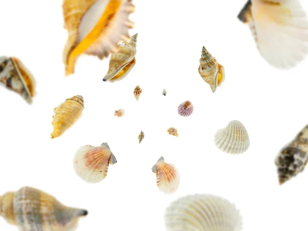 Shell sea falling on white. Hello summer tropical background. — Stok fotoğraf