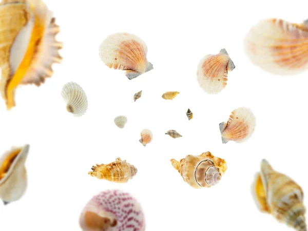 Hora de verão. A concha caiu sobre o branco. Fundo de conchas do mar tropical — Fotografia de Stock