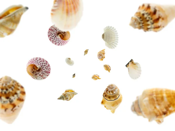 Fundo de férias de verão. A concha caiu sobre o branco. Conceito de conchas marítimas tropicais — Fotografia de Stock