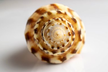 Yaz konsepti geçmişi. Beyaz arka planda izole edilmiş doğal doğal organik deniz kabuğu. Yumuşak odak