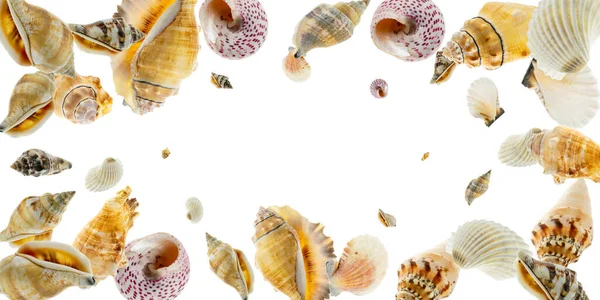 Conceito de hora de verão com conchas marinhas de cor orgânica natural e estrelas do mar em fundo branco, espaço de cópia. Deitado plano, vista superior — Fotografia de Stock