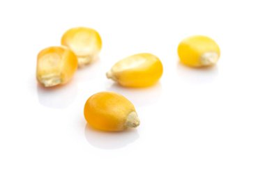 Çiğ mısır tohumları ya da mısır taneleri beyaza izole edilmiş. Sarı tahıllı patlamış mısır, tarım geçmişi. Ayrıntılı makro fotoğraf.