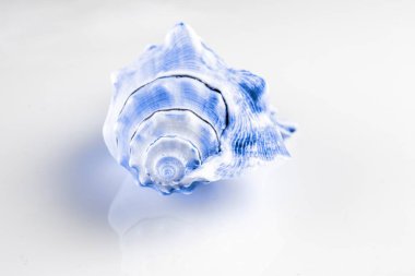 Aquamarine açık mavi kabuklu yaz sahili beyaz zemin üzerinde izole. Yumuşak odak