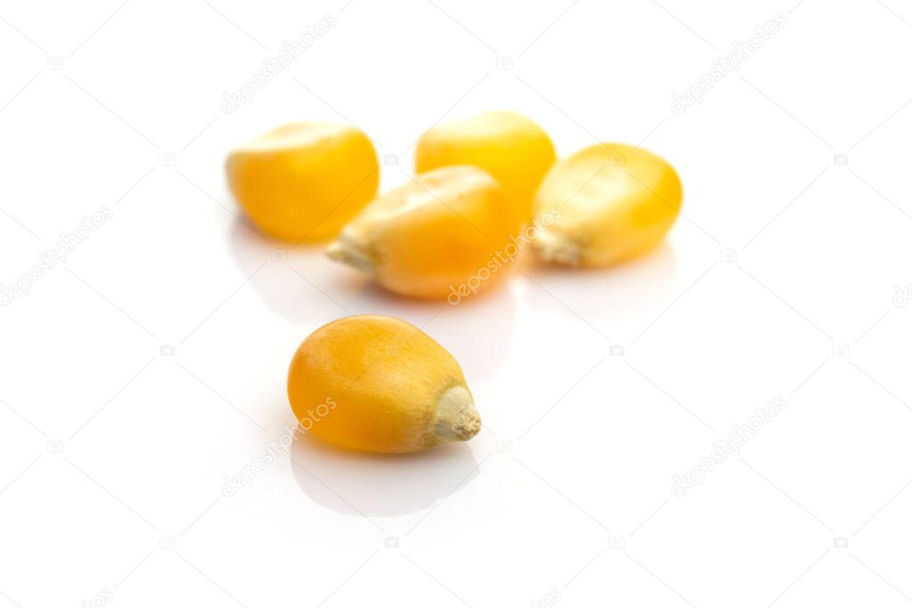 Yellow corn seed for popcorn isolated on white. Sweet agriculture kernel grain background. Used in cooking as vegetable or source of starch.