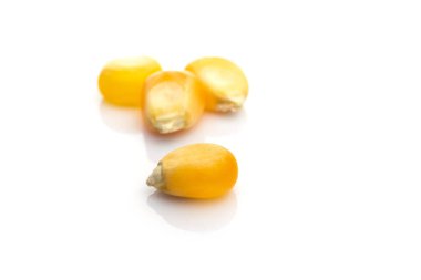 Mısır tohumu beyaz arka plan. Sarı mısır taneciği - tarımsal patlamış mısır arka planı. Doğal mısır gevreği ya da tarım ürünü konsepti.