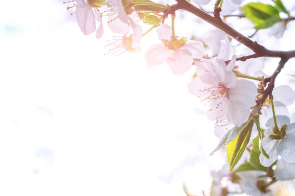 Άνοιξη. Μάιος λουλούδια και Απρίλιο floral φόντο της φύσης. Για πασχαλινές και ανοιξιάτικες ευχετήριες κάρτες με χώρο αντιγραφής. Απαλή εστίαση. Μακροφωτογραφία. — Φωτογραφία Αρχείου