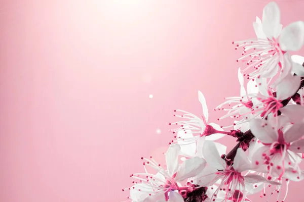 Πρωταπριλιά. Άνοιξη ανθίζει και μπορεί λουλούδια σε ροζ. Για λάβαρο, κλαδιά ανθισμένης κερασιάς σε φόντο. Ονειρεμένη ρομαντική εικόνα, πανόραμα τοπίου, αντιγραφή χώρου. — Φωτογραφία Αρχείου