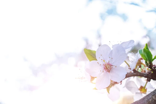 Λουλούδια Μαΐου. Άνοιξη άνθος και Απριλίου ανθικό φόντο της φύσης. Όμορφη floral άνοιξη αφηρημένη παστέλ φόντο της φύσης. Απαλή εστίαση. Μακροφωτογραφία. — Φωτογραφία Αρχείου