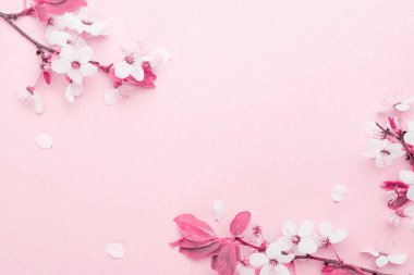 Kiraz ağacı çiçeği. Nisan çiçekleri ve bahar çiçekleri yumuşak pembe arka planda çiçek açarlar. 8 Mart bayrağı, mesaj için yeri olan mutlu Paskalyalar. İlkbahar konsepti. Üst Manzara. Düz yatıyordu.