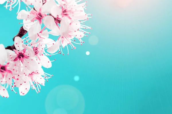 Άνοιξη. Μάιος λουλούδια και τον Απρίλιο floral φύση σε μπλε φόντο. Υποκαταστήματα της ανθοφορίας βερίκοκο μακροεντολή με απαλή εστίαση. Για πασχαλινές και ανοιξιάτικες ευχετήριες κάρτες με χώρο αντιγραφής. Άνοιξη. — Φωτογραφία Αρχείου