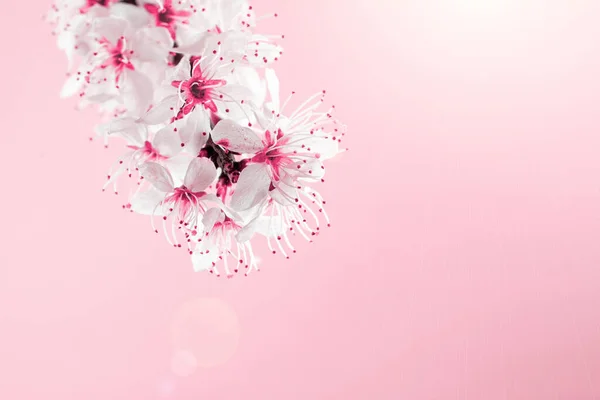 Fond printanier peut fleurs et avril nature florale sur fond rose. Branches de floraison abricot macro avec mise au point douce. Pour les cartes de vœux de Pâques et de printemps avec espace de copie. Printemps. — Photo