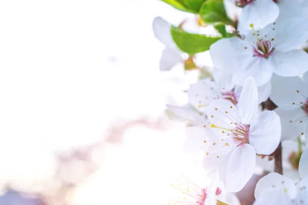 Άνοιξη. Μάιος λουλούδια και Απρίλιο floral φόντο της φύσης. Για πασχαλινές και ανοιξιάτικες ευχετήριες κάρτες με χώρο αντιγραφής. Απαλή εστίαση. Μακροφωτογραφία. — Φωτογραφία Αρχείου