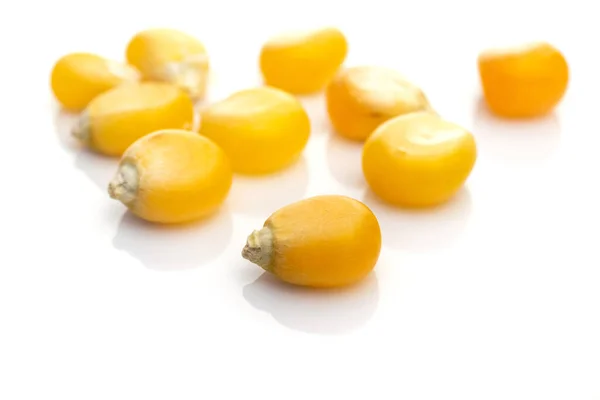 Sementes de milho cru ou grãos de milho enlatados. Milho amarelo Sementes doces para pipocas no fundo da agricultura branca. Foto macro detalhada . — Fotografia de Stock