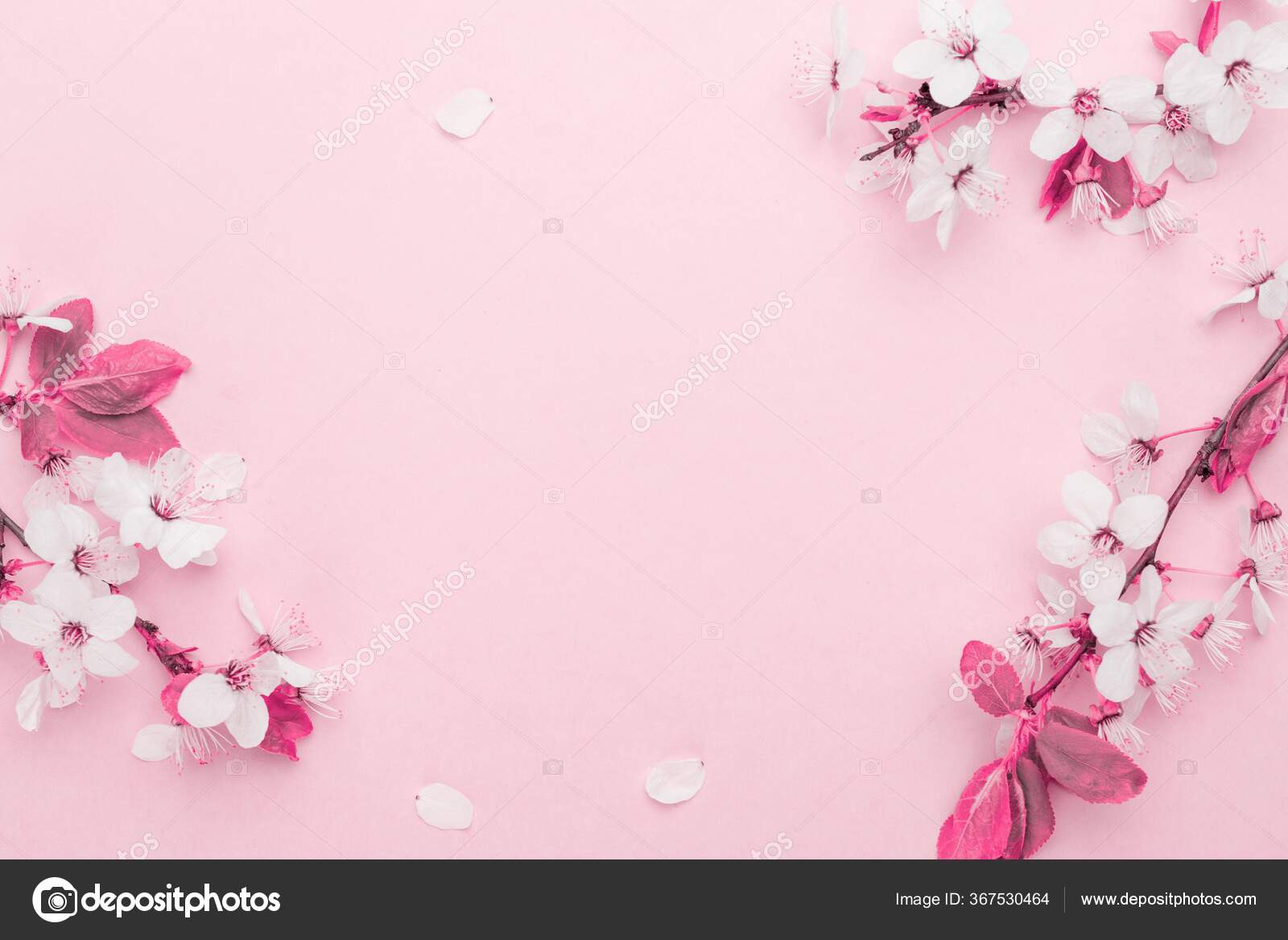 Table de fond de printemps. Fleurs de mai et nature florale d'avril sur  rose. Pour, image size:1600x1167