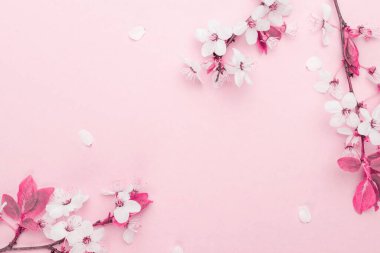 Çiçek açan Sakura arka planı ve pembe çiçekli Nisan çiçeği. Çiçek açan ağaçla güzel bir sahne. Paskalya güneşli bir gün. Meyve bahçesi arkaplanı bulanık. İlkbahar.