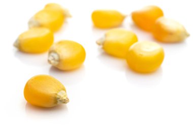 İzole mısır. Beyaz tarımsal patlamış mısır arka planında sarı mısır çekirdeği tatlı tohumlar. Pişirmede sebze ya da nişasta olarak kullanılır..