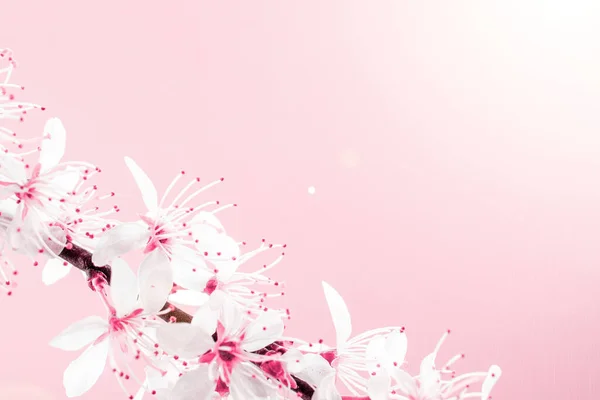 Άνθη κερασιάς. Απρίλιος floral φύση και άνοιξη άνθος σακούρα σε μαλακό ροζ φόντο. Banner για 8 Μαρτίου, Καλό Πάσχα με θέση για κείμενο. Έννοια άνοιξη. — Φωτογραφία Αρχείου