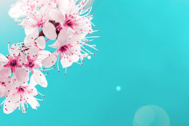Sakura çiçeği, bahar çiçeği ve mavi arka planda Nisan çiçekleri. 8 Mart bayrağı, mesaj için yeri olan mutlu Paskalyalar. Kopya alanı olan tebrik kartları için ilkbahar kavramı.