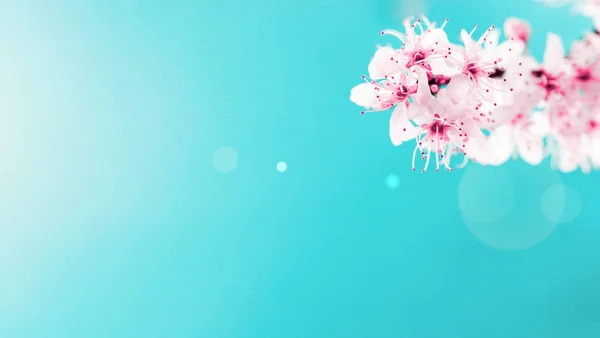 Άνοιξη Φόντο Μπορεί Λουλούδια Και Τον Απρίλιο Floral Φύση Μπλε — Φωτογραφία Αρχείου