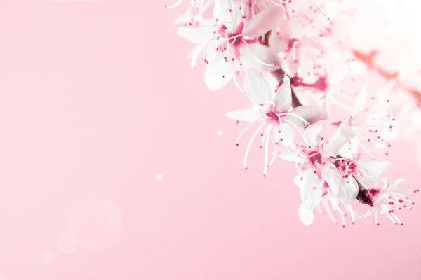 5月の花 ピンクの背景に春の花と4月の花の性質 満開の木と美しいシーン イースター晴れた日 オーチャード抽象的な背景ぼやけている — ストック写真