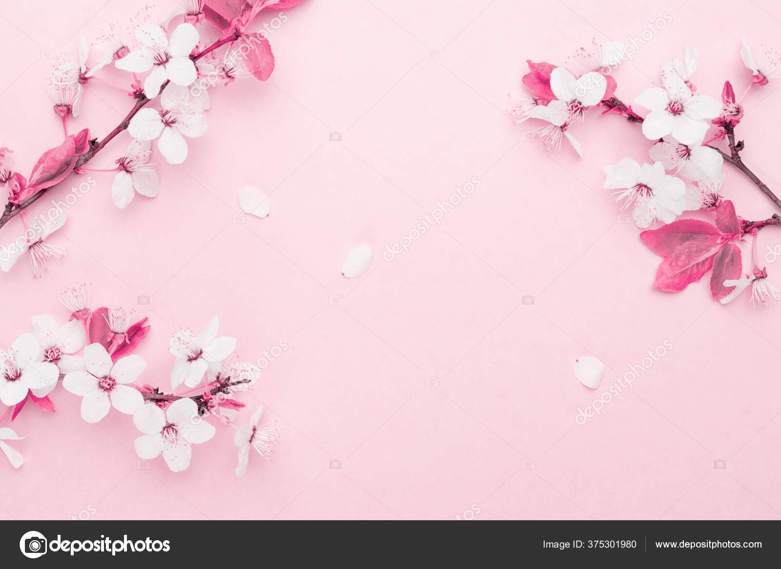 Spring almond blossom flowers and petals over light pink background stock  photo