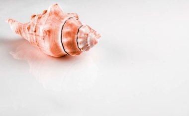 Yaşayan Mercan pastel renkli kabuğu beyaz arka planda izole edilmiş yaz sahili. Yumuşak odak