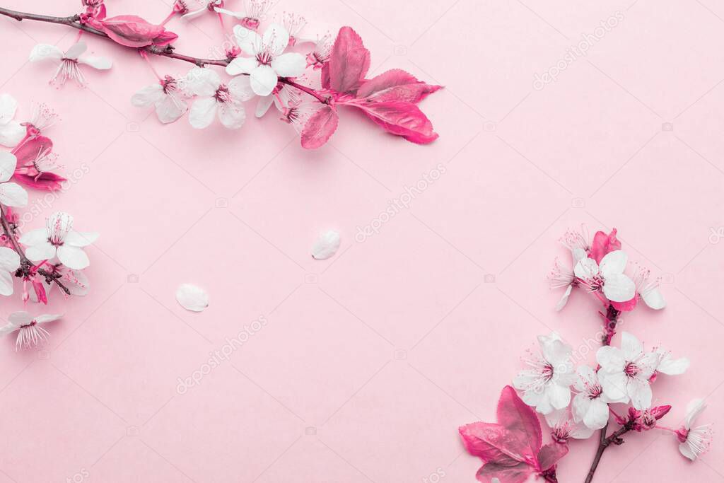 Spring border, spring blossom and April floral nature on pink background. Branches of blossoming apricot macro with soft focus. For easter and spring greeting cards with copy space. Springtime.