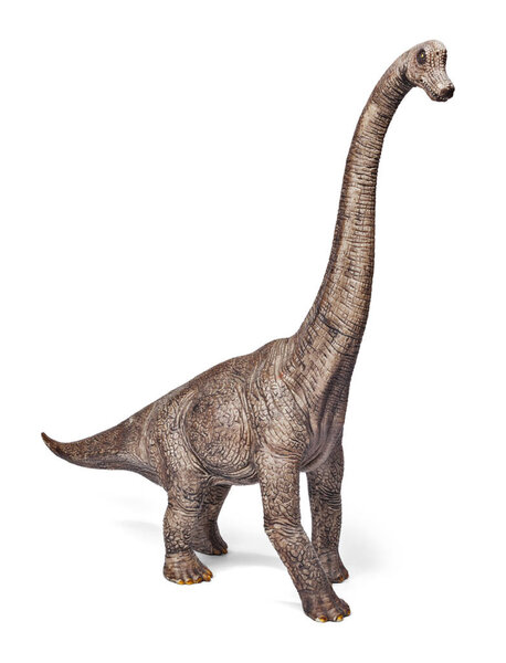 Brachiosaurus  dinosaurs toy isolated on white background with clipping path. 