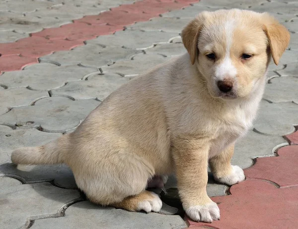 Sitting on the sidewalk puppy — Stock Photo, Image