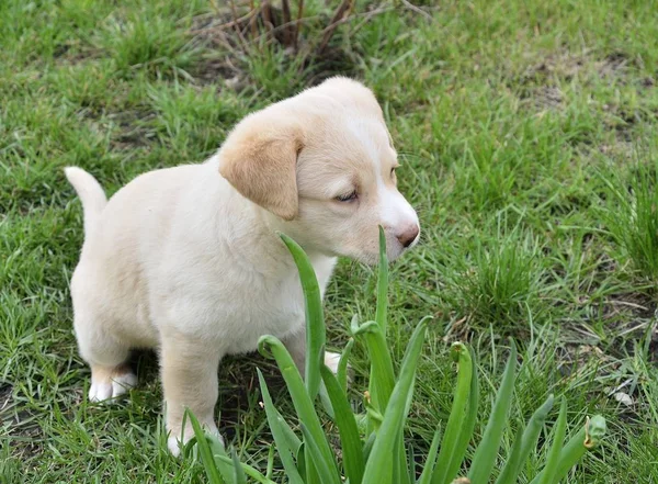Labrador retriever puppy in the garden — Stock Photo, Image