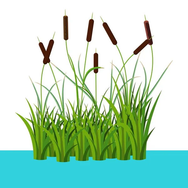 Reed Arbustos Cattails Caule Cana Thel Ilustração Vetor Água Isolado — Vetor de Stock