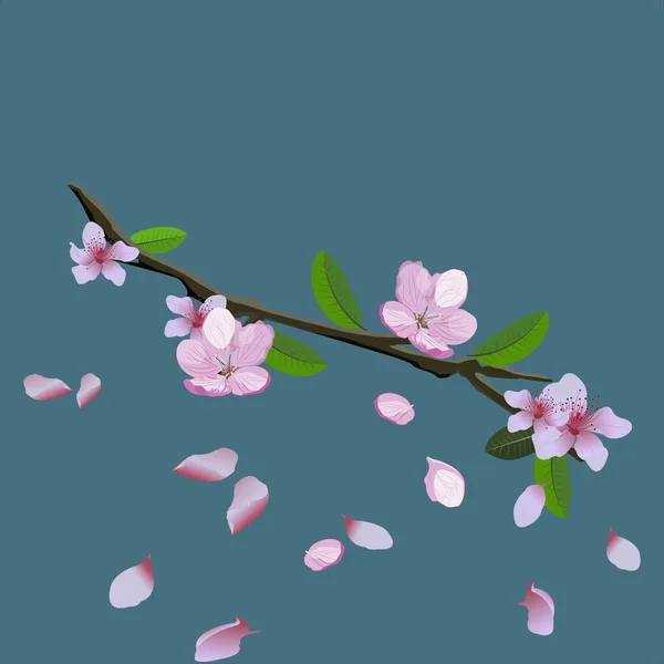 Sakura 'nın pembe çiçekleri - Japon kiraz ağacı dalları ve mavi arka planda uçan yapraklar. Hassas sakura çiçeklerinin vektör çizimi