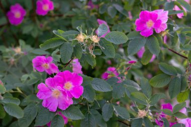 Bulutlu bir günde, arka planda veya desende, bahçede narin Rosehip Çiçekleri