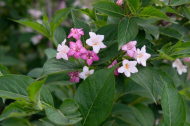 Variegated Weigela çalısının beyaz ve pembe çiçekli bir dalı, yakın plan, yumuşak ışıklandırma